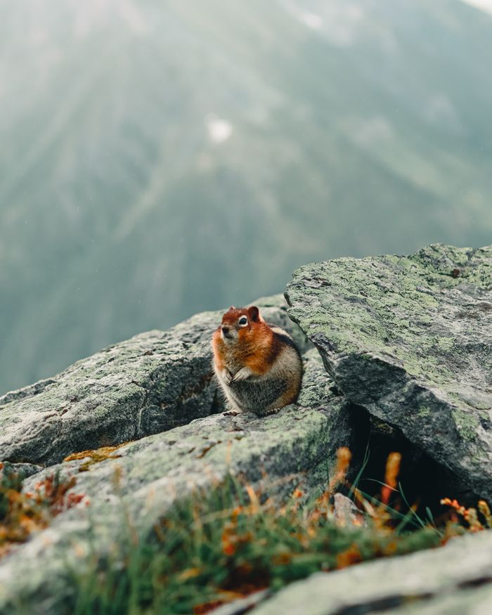 Adorable chipmunk perched on rocky mountain terrain, showcasing nature's wild beauty.