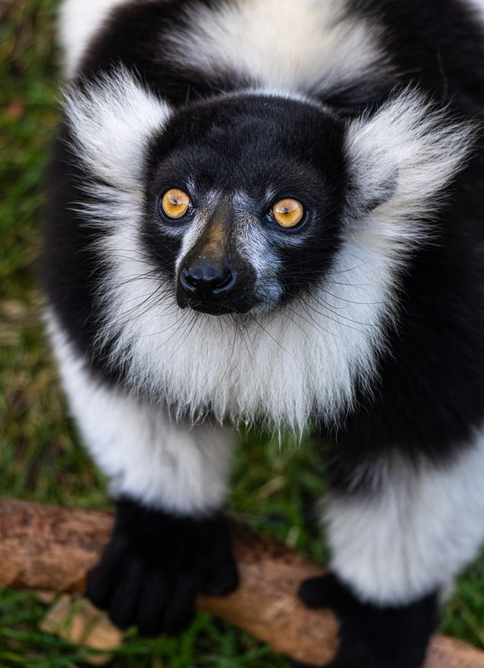 services-01 Portrait of a Black-and-White Ruffed Lemur with striking eyes in Copenhagen Zoo.
