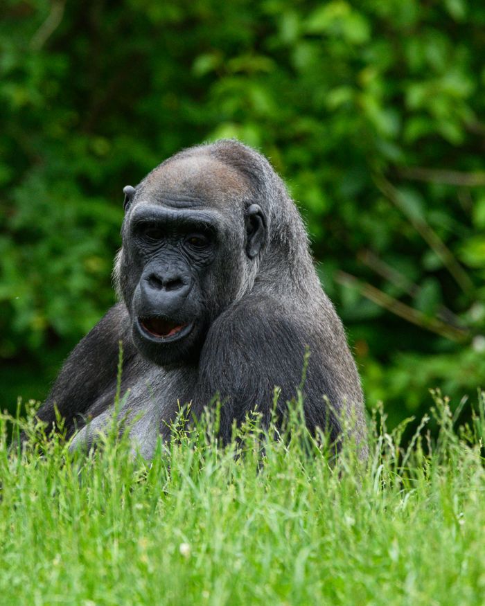 Captivating portrait of a gorilla resting amidst lush greenery, showcasing nature's serenity.