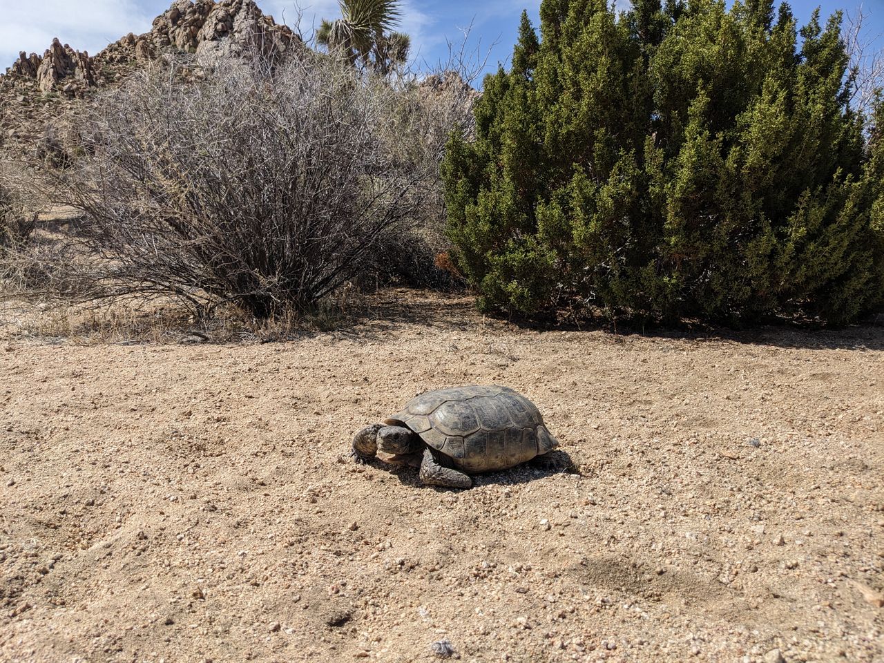 services-01 A desert tortoise walking through Joshua Tree National Park, surrounded by desert plants and rocky terrain.