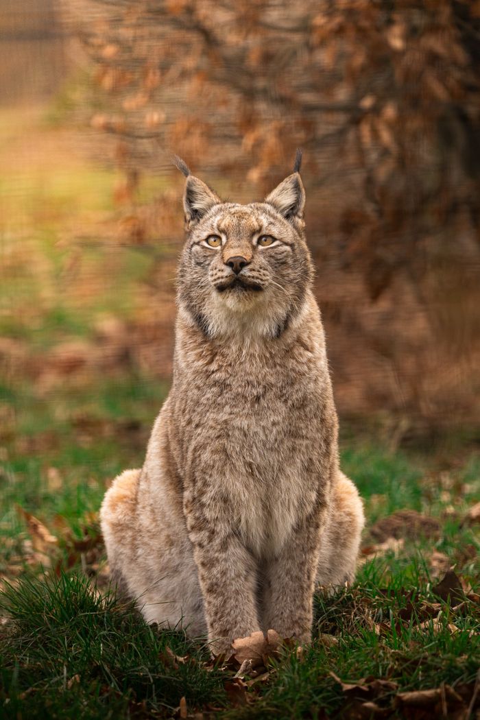 Portrait of a majestic Eurasian lynx in an outdoor setting during autumn.