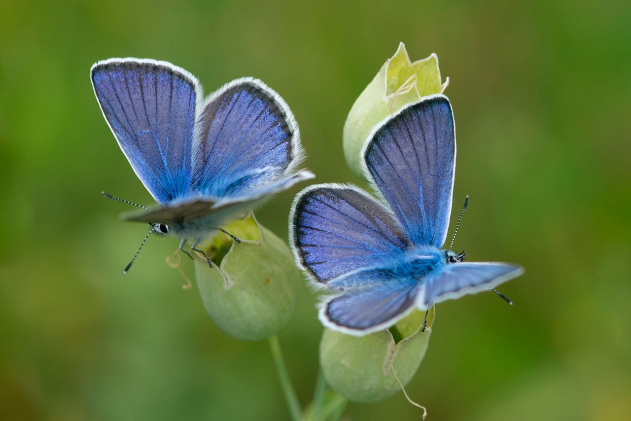 Close-up of blue butterflies perched on a green plant with blurred background.