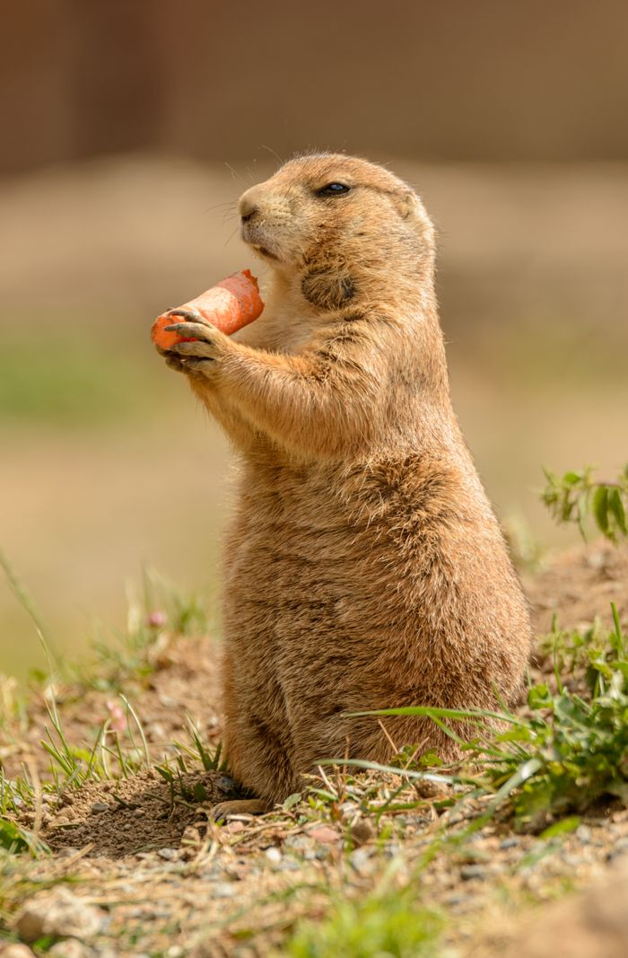 services-01 A cute black-tailed prairie dog enjoying a carrot in a grassy field.