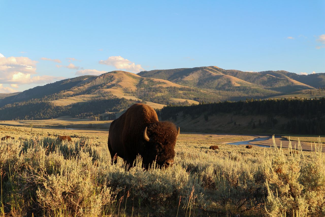 A bison grazes in a scenic landscape of Yellowstone National Park with mountains in the background.